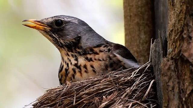 Звуки природы! Дрозд рябинник. Красивое пение птиц - Голоса птиц