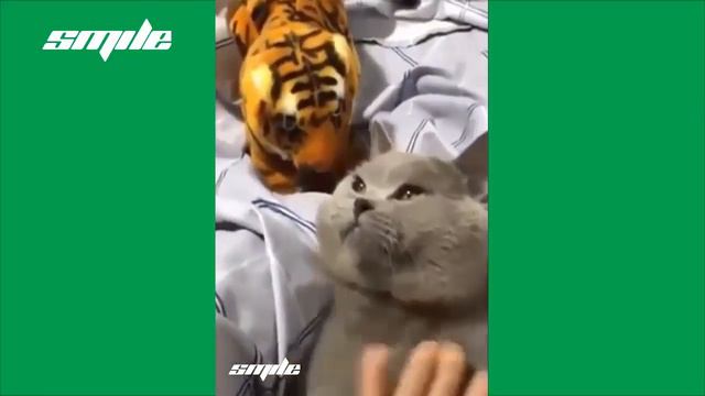 Приколы с животными.Смешные животные#2//FUNNY ANIMALS VIDEOS#2 смотреть онлайн