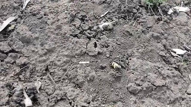 Земляные осы роют норы. гор.парк Отрадный смотреть онлайн