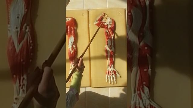 Мышцы плеча, предплечья ч1