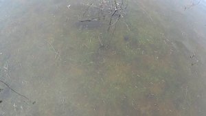 ЛОвля рыбы руками