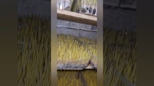 Витграсс - как делать.mp4