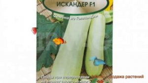 Кабачок обыкновенный Сангрум F1 (sangrum-f1) ? обзор: как сажать, семена кабачка Сангрум F1