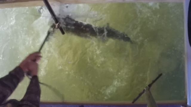 STURGEON SPEARING LAKE POYGAN 2023| VIDEO OF ALL 5 FISH BEING SPEARED!! смотреть онлайн