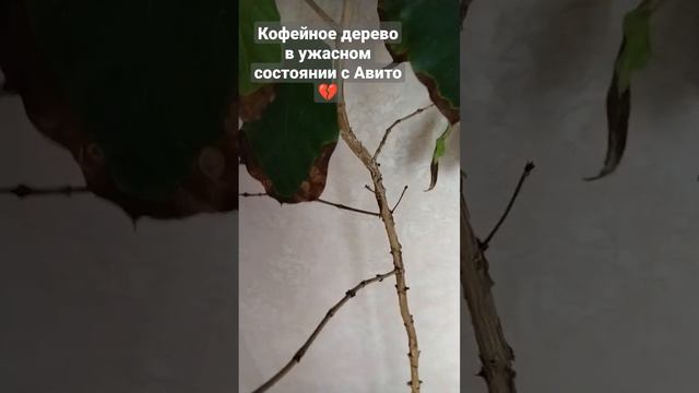 Помогите спасти кофейное дерево🥺💔Забрала его пару дней назад в таком состоянии☹️#кофейноедерево