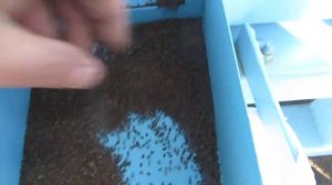 Фацелия. Очистка семян фацелии на Петкус Селектра К-218. Часть 2.