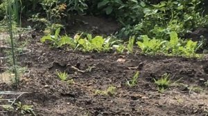 Кто роет грядки? Устроил засаду в огороде, кого чуть не поймал?