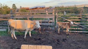 Корова с теленком Бурятия