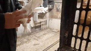 Определения голубя от голубки, и злой хоуминг. Дедовский метод.