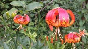 ВСЕ О ЛИЛИЯХ: СОРТА, ПОСАДКА,ОБРАБОТКА И УХОД!