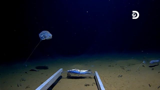New Species of Jellyfish spotted in Java Trench by the Five Deeps Expedition смотреть онлайн