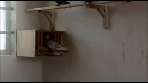 Узбекские бойные голуби в Казахстане / Uzbek  pigeons in Kazakhstan ( Григорий , г. Шымкент )