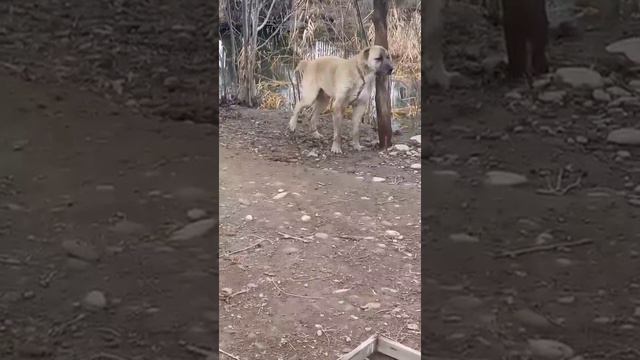 Is it alabai or kangal? /// Это кангал или алабай? смотреть онлайн