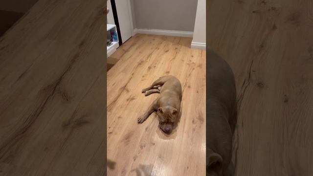 Как научить собаку команде кувырок за 1 минуту!