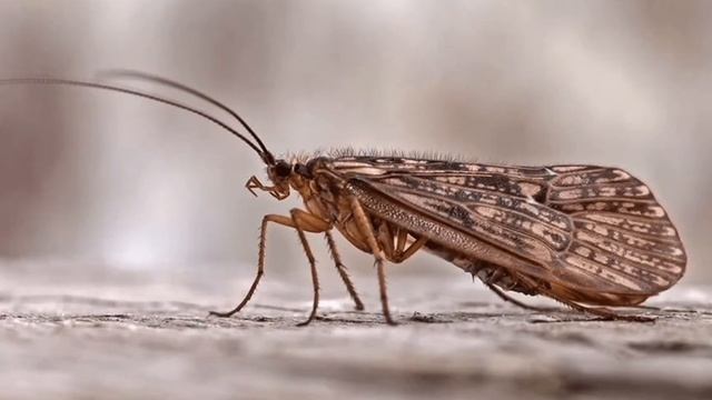 Виртуальная энциклопедия «Порхающие цветы» смотреть онлайн