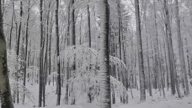 ?❄️Прогулка по СНЕЖНОМУ ЛЕСУ 2 + Музыка для сна \ Walk in the WINTER FOREST + Music for sleep ?