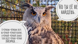 Сова отправила меня в лес искать чёрные лисички, а там только рыжие и колючие! Где Кутушин туалет?