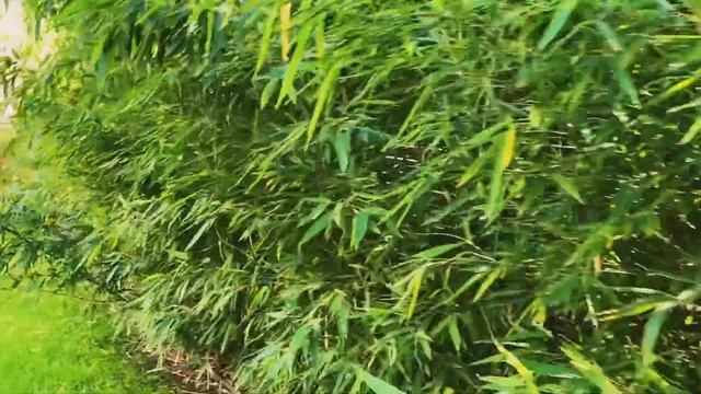 Бамбук. Живая изгородь смотреть онлайн