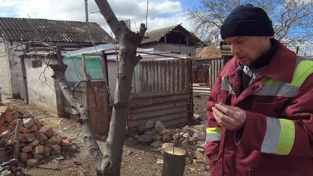 КАК привить ЯБЛОНЮ на АЙВУ за кору своими руками / 10 соток смотреть онлайн