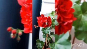 Пеларгония PAC Tomgirl