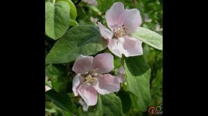 Oyu havaları-Heyva gülü