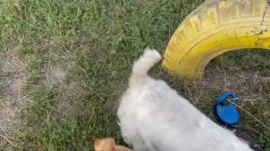 Быстрые и эффективные шаги - учим собаку оставаться дома одной.