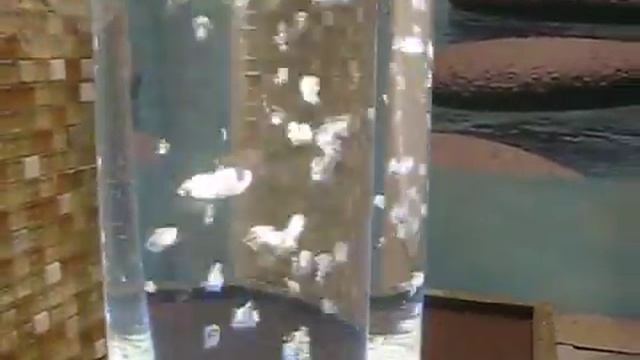 Воздушно - пузырьковые светильники (прозрачные трубы) смотреть онлайн