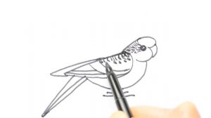 Как нарисовать волнистого попугая. Разноцветная тропическая птица. Рисунок фломастерами.