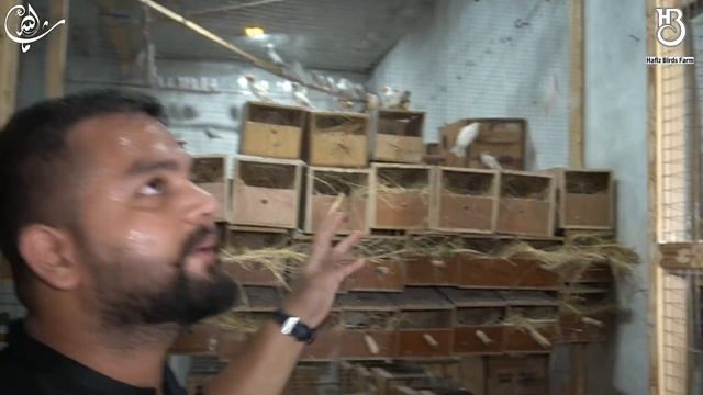 Visit Java & Fenech Breeding | Setup By LaLa Aviary | From Gujranwala #HBFarm #lovebirds #breeding смотреть онлайн