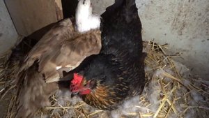 Мама-утка и утята.Вылупление утят от А до Я