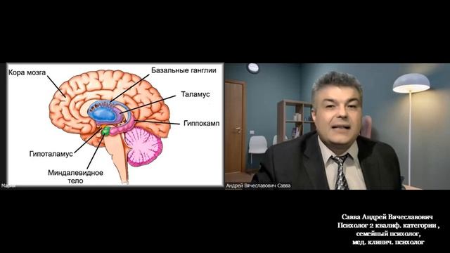 ВЗГЛЯД ПСИХОЛОГА НА ТЕМУ: «МОЗГ и ОБУЧЕНИЕ» часть 1 смотреть онлайн