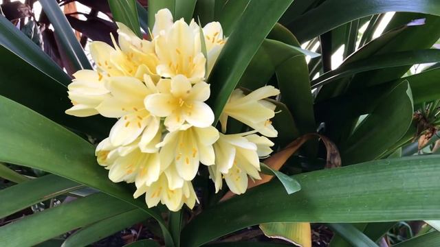 Clivia Miniata