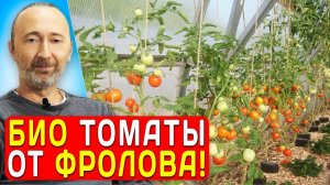 Томаты от Фролова! Псковская область. Урожай 20 июля 2023 года.