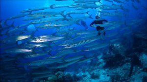 Раджа Ампат Индонезия