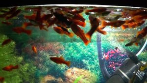 Аквариумные рыбки трапезничают // Кормление рыбок мидиями и замороженным кормом // Трапеза рыбок