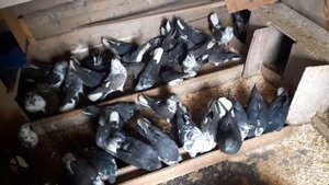 Николаевские голуби Липецкая область 89046814543