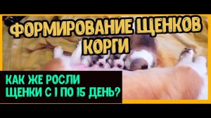 ФОРМИРОВАНИЕ ЩЕНКОВ КОРГИ (Рост щенков) С  1 ПО 15 ДЕНЬ