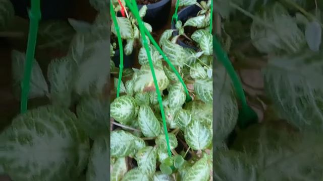 My hanging plants 🌿 смотреть онлайн