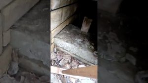 Бешенство у собаки