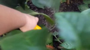 ПЕРЦЫ / СОРТ БОГАТЫРЬ И СОРТ ЕМЕЛЯ / ОТ СЕМЯН ДО ПЛОДОВ