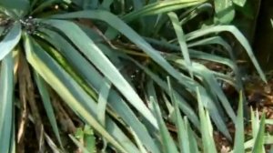 Yucca gloriosa virginia beach