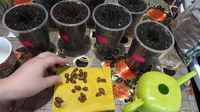 ВЫРАЩИВАЕМ ЧУФУ!!! ВКУСНЫЙ И ПОЛЕЗНЫЙ ЗЕМЛЯНОЙ ОРЕХ!!!