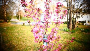 Райская мелкоплодная яблонька.