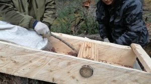 Обработка шишки кедра