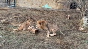 Лев-ВОЖАК ухаживает за челябинской львицей Лолой !!!