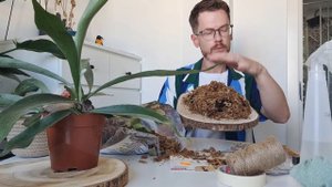 Проект с папоротниками. Платицериум и Асплениум. Декор своими руками.