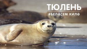 Беләсем килә: түлән / Тюлень / Видео про животных для детей