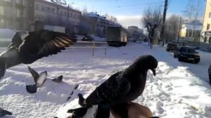 кормление птиц