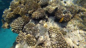 Леопардовый групер. Рыбы Красного моря. Squaretail coralgrouper. Red sea. Sharks bay