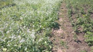 Сидерат на картошке, редька